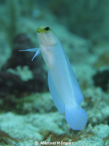 Perhaps a little patience, Culebra, P.R. by Abimael Márquez 